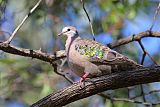 Common Bronzewing